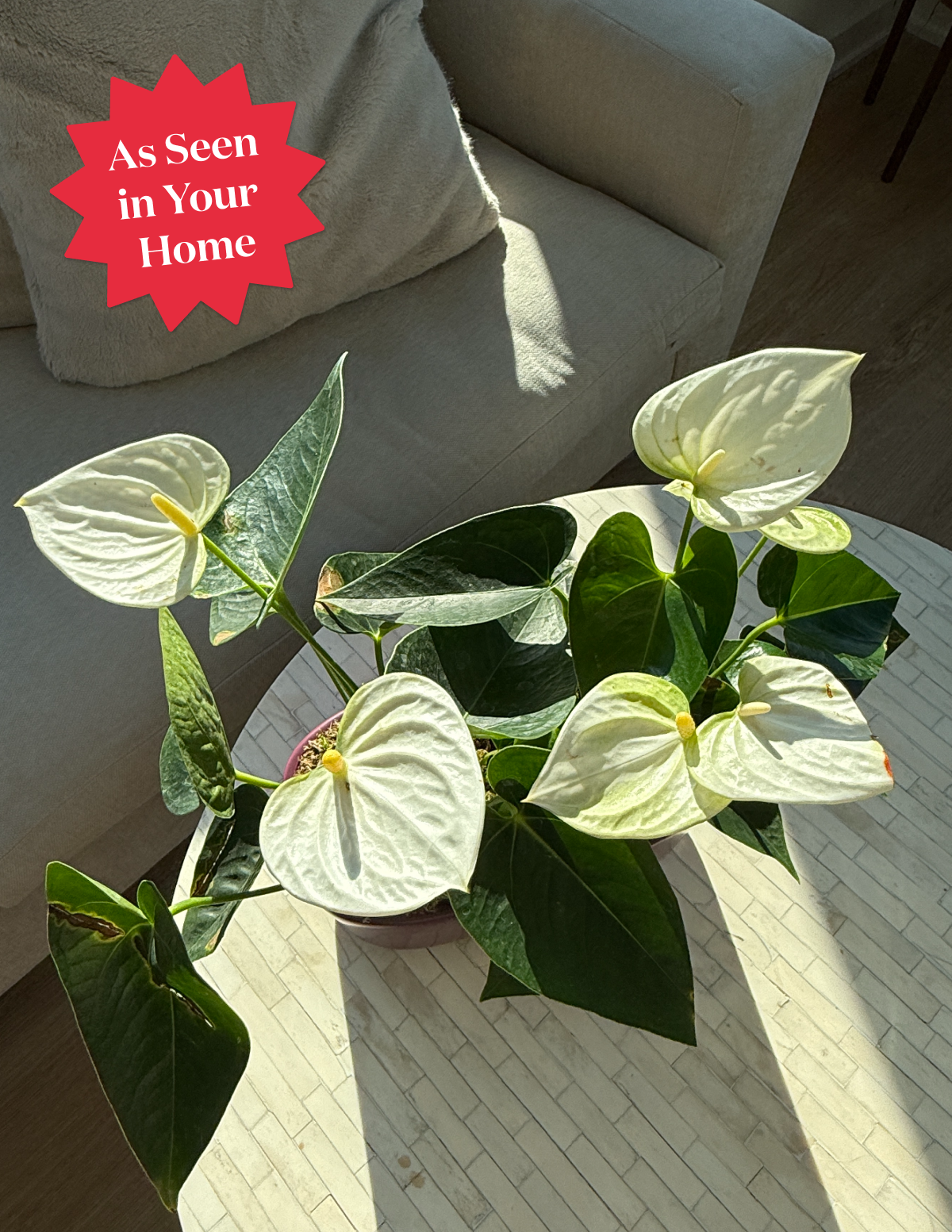 Large Double Anthurium