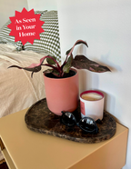 Philodendron Pink Princess