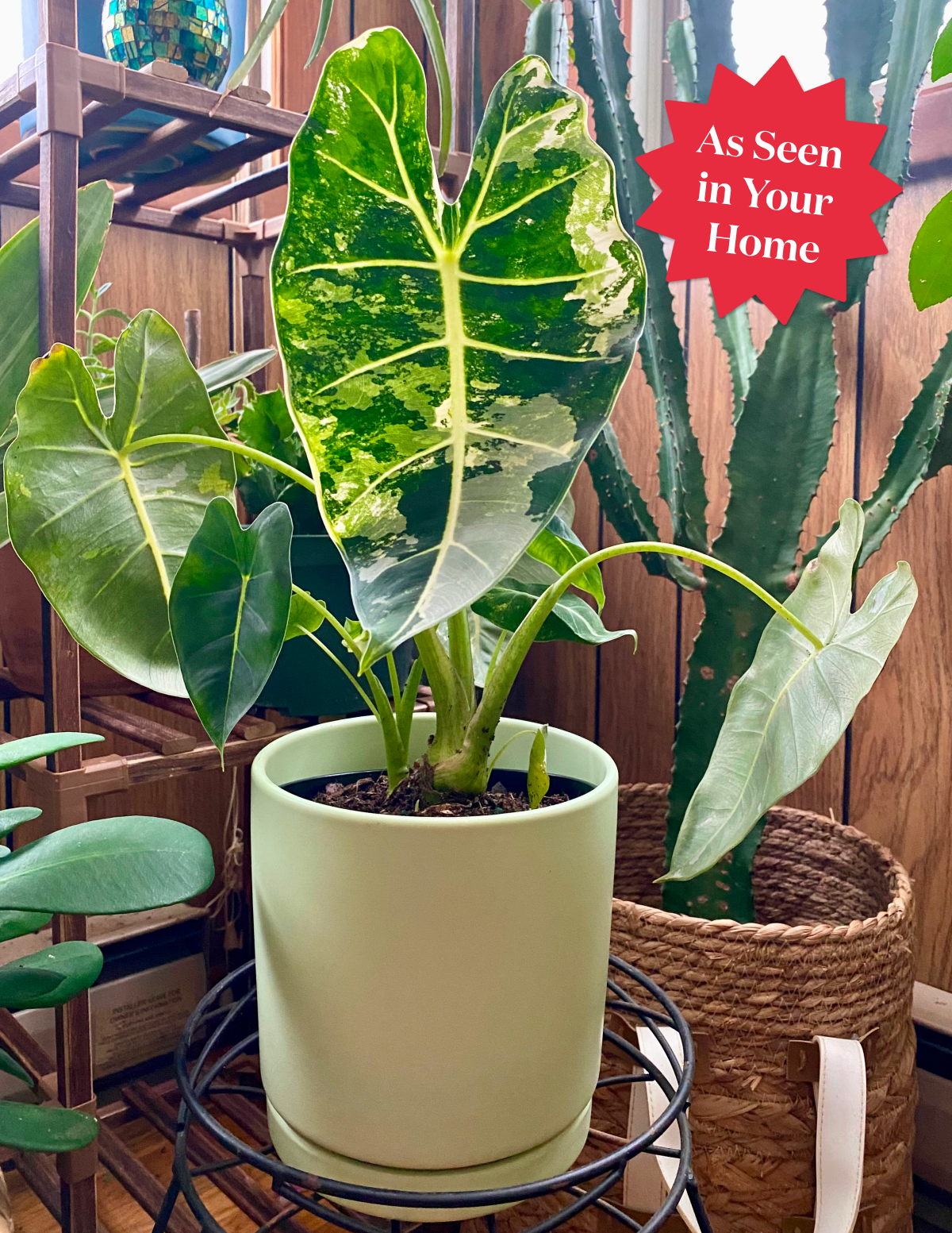 variegated leaf indoor plants Alocasia Frydek Variegated Houseplant - Medium (12-14" tall) Grow Pot