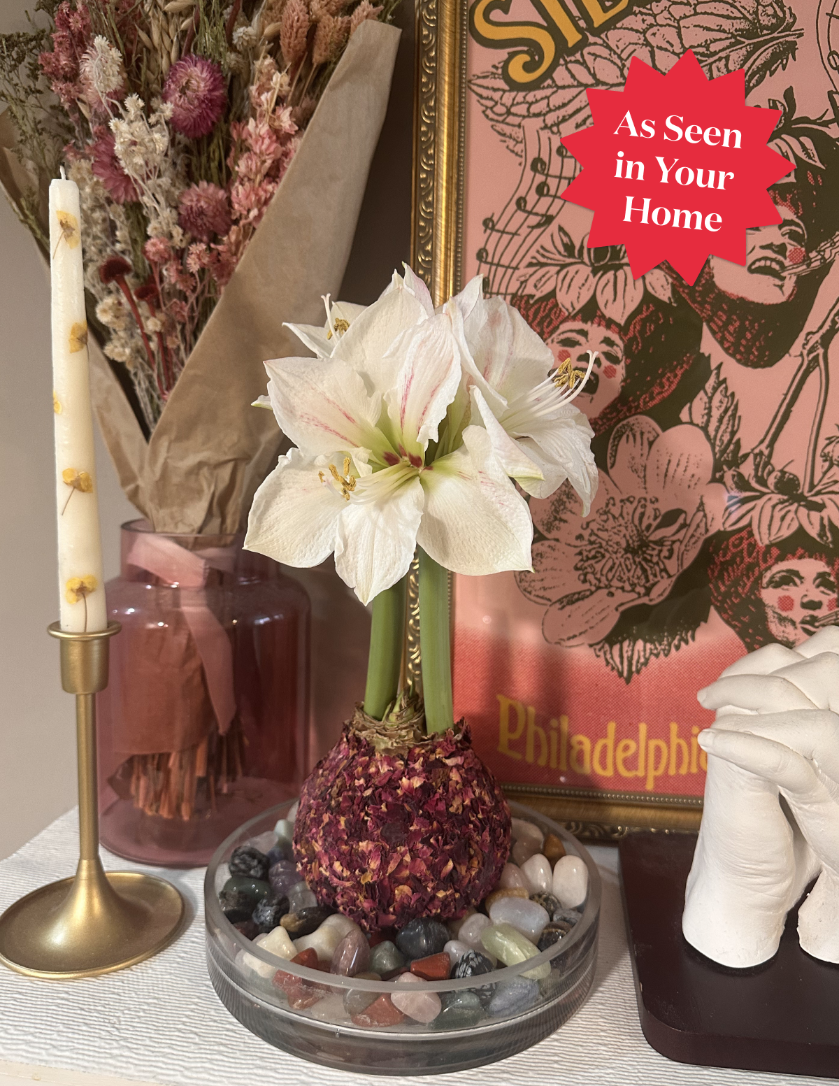 Waxed Amaryllis Bulb