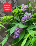 Amethyst Falls Wisteria