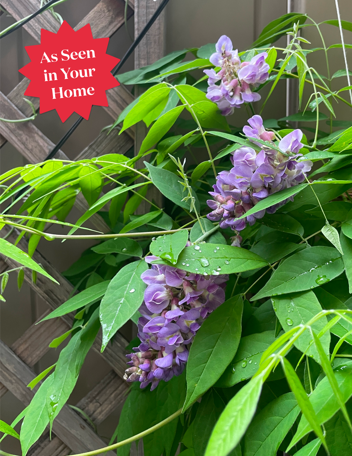 Amethyst Falls Wisteria