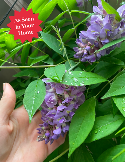 Amethyst Falls Wisteria