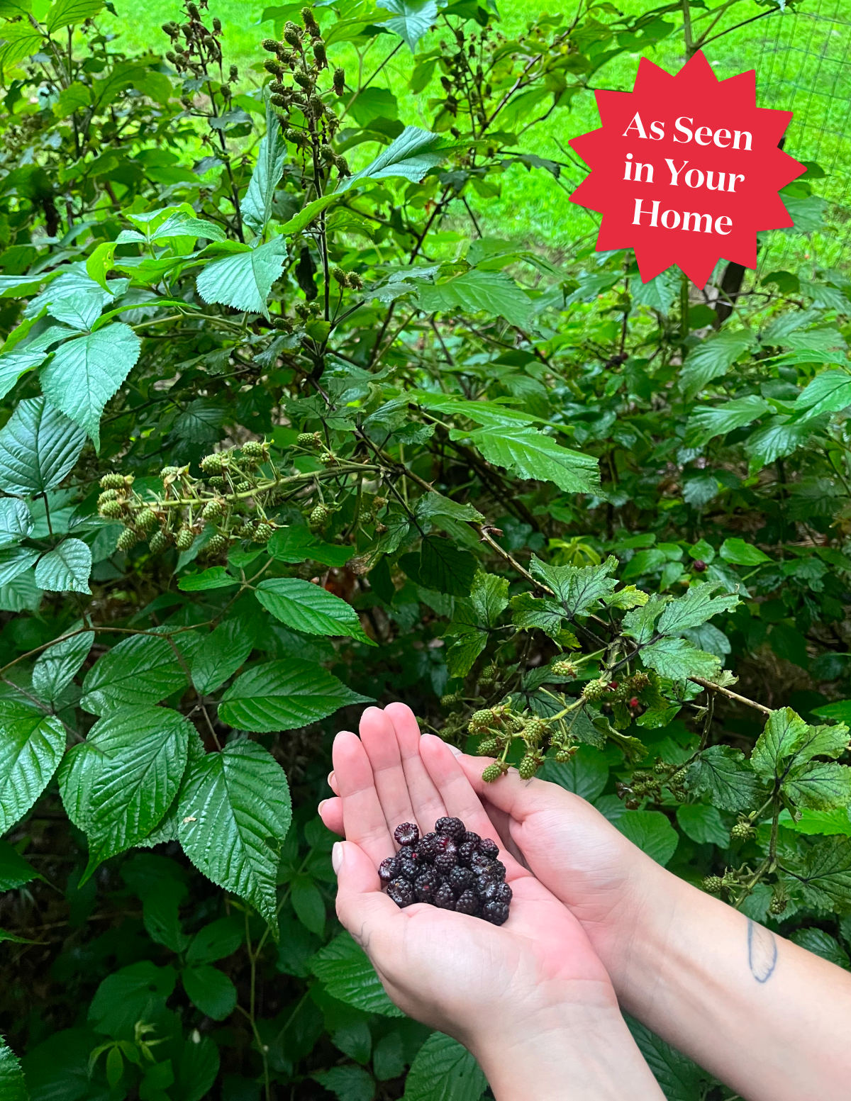 Thornless Blackberry Bush