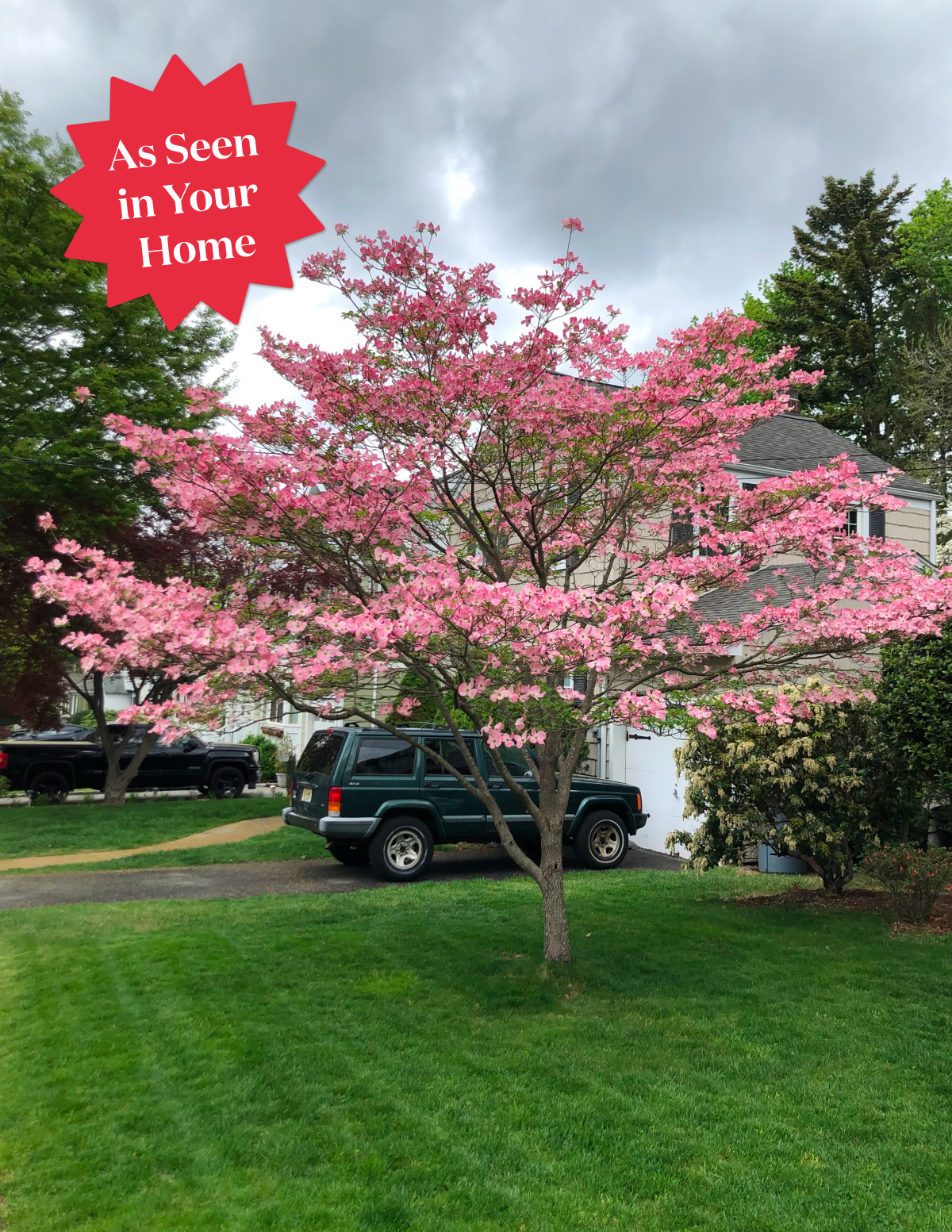 The Sill Cherokee Brave Dogwood - Thumbnail 5