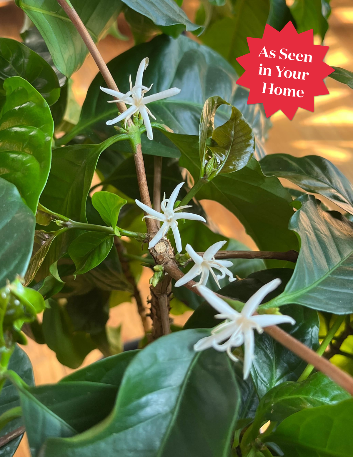 coffee for money plant Coffee Plant - Small (5"-10" tall) Grow Pot