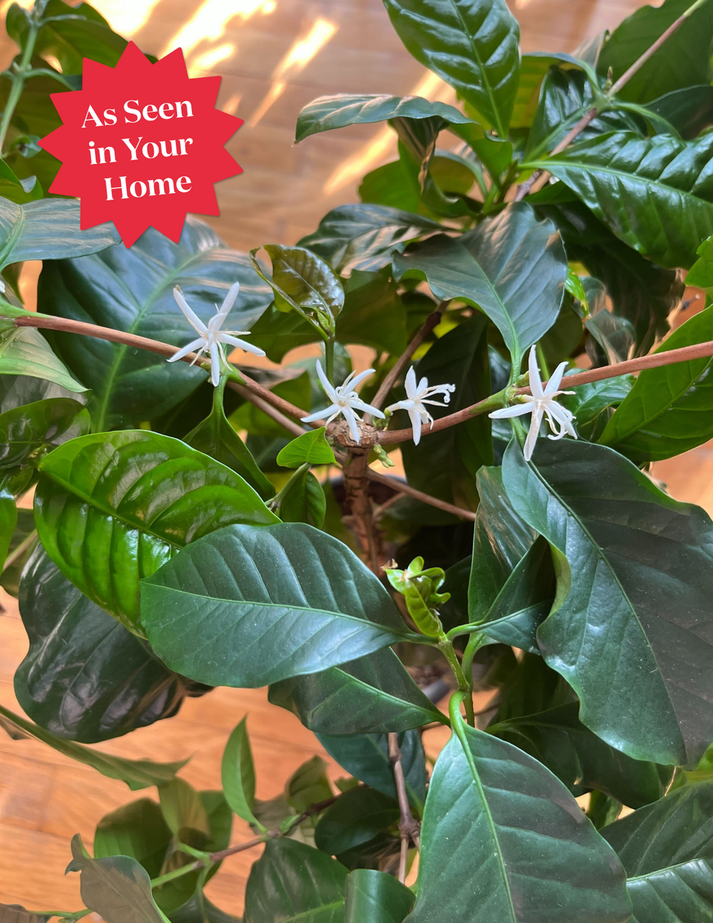 Coffee Plant