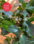 Coffee Plant
