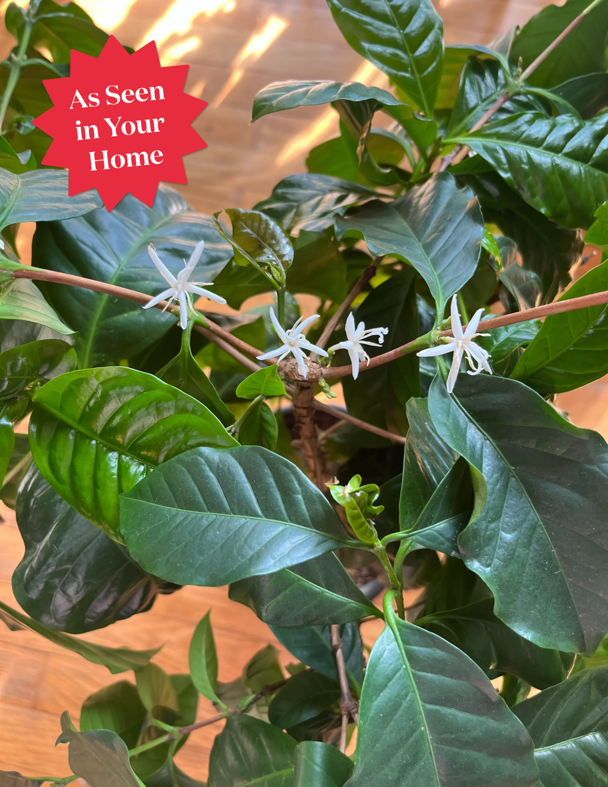 Arabica Coffee Plant