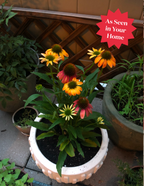 Fresco® Apricot Coneflower
