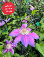 Dr. Ruppel Clematis