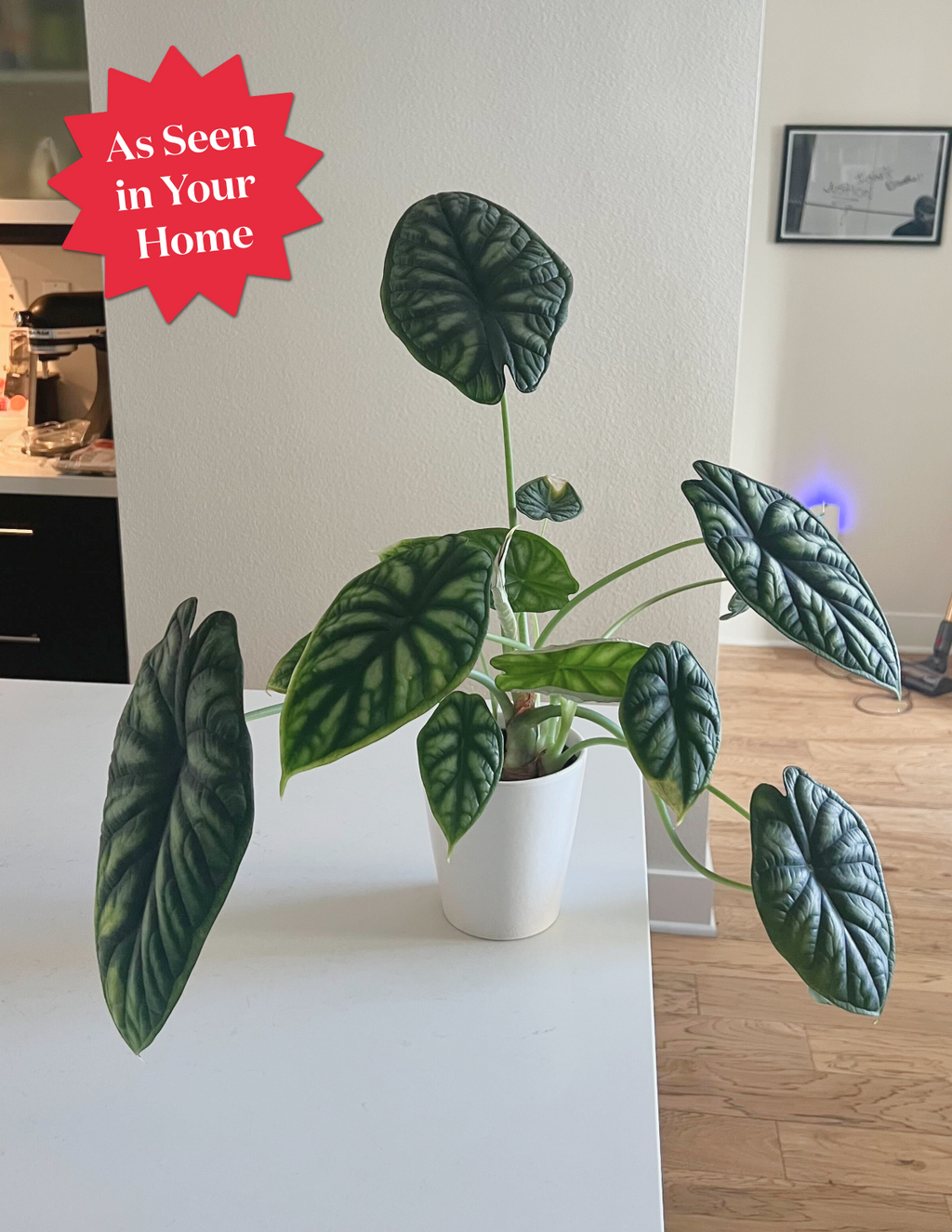 Alocasia Dragon Scale
