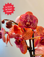 Electric Tangerine Kaleidoscope Orchid