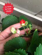 Everbearing Strawberry