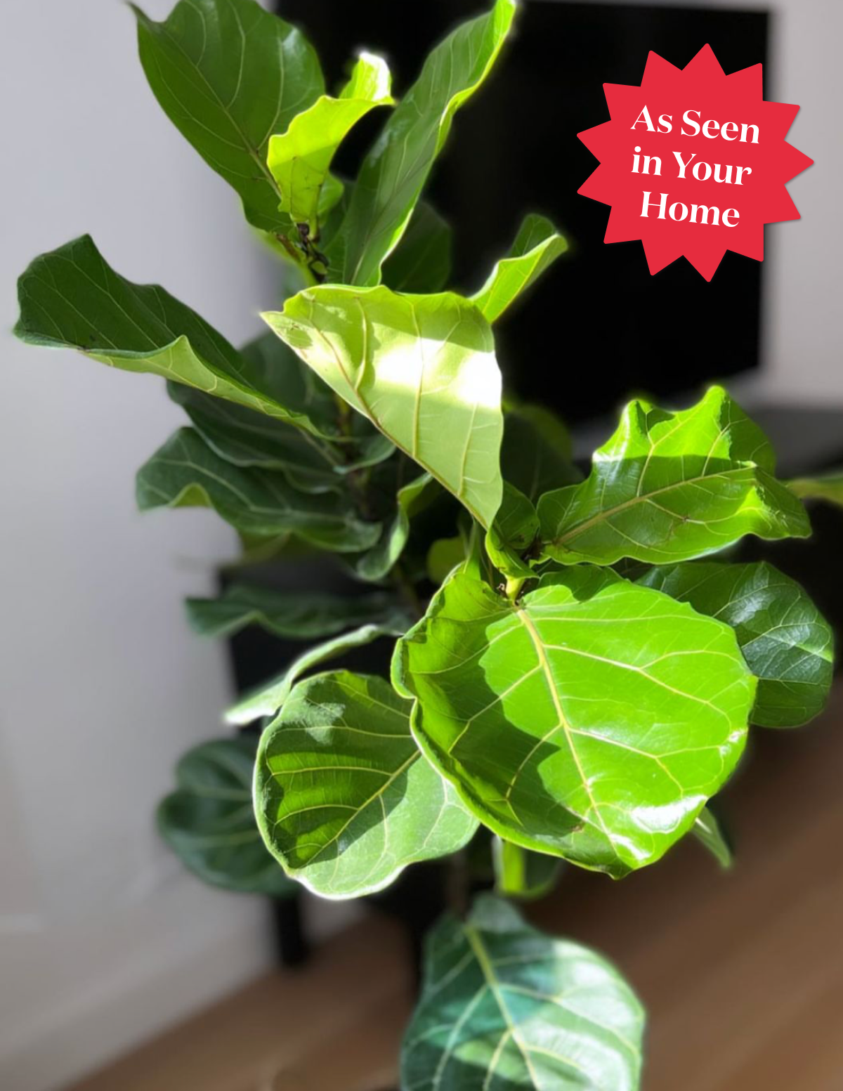 Fiddle Leaf Fig