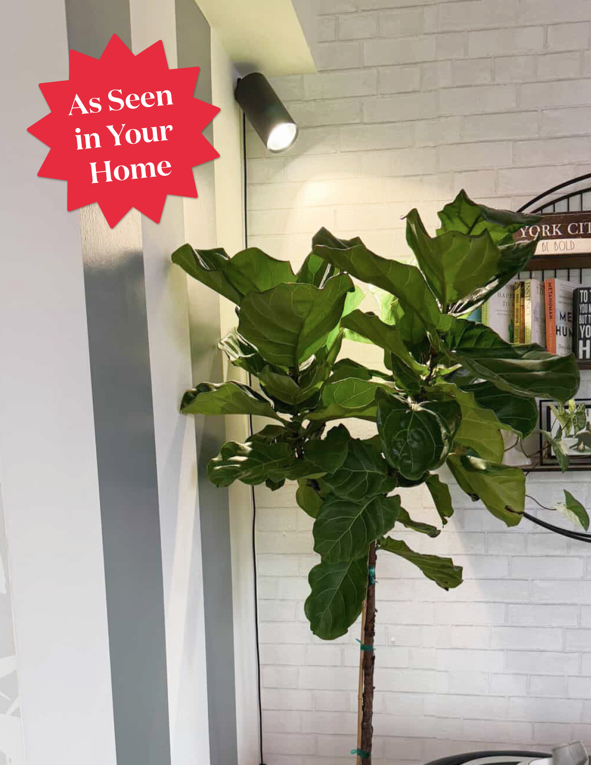 real fiddle leaf fig tree near me Fiddle Leaf Fig Potted Houseplant | Trendy Houseplants