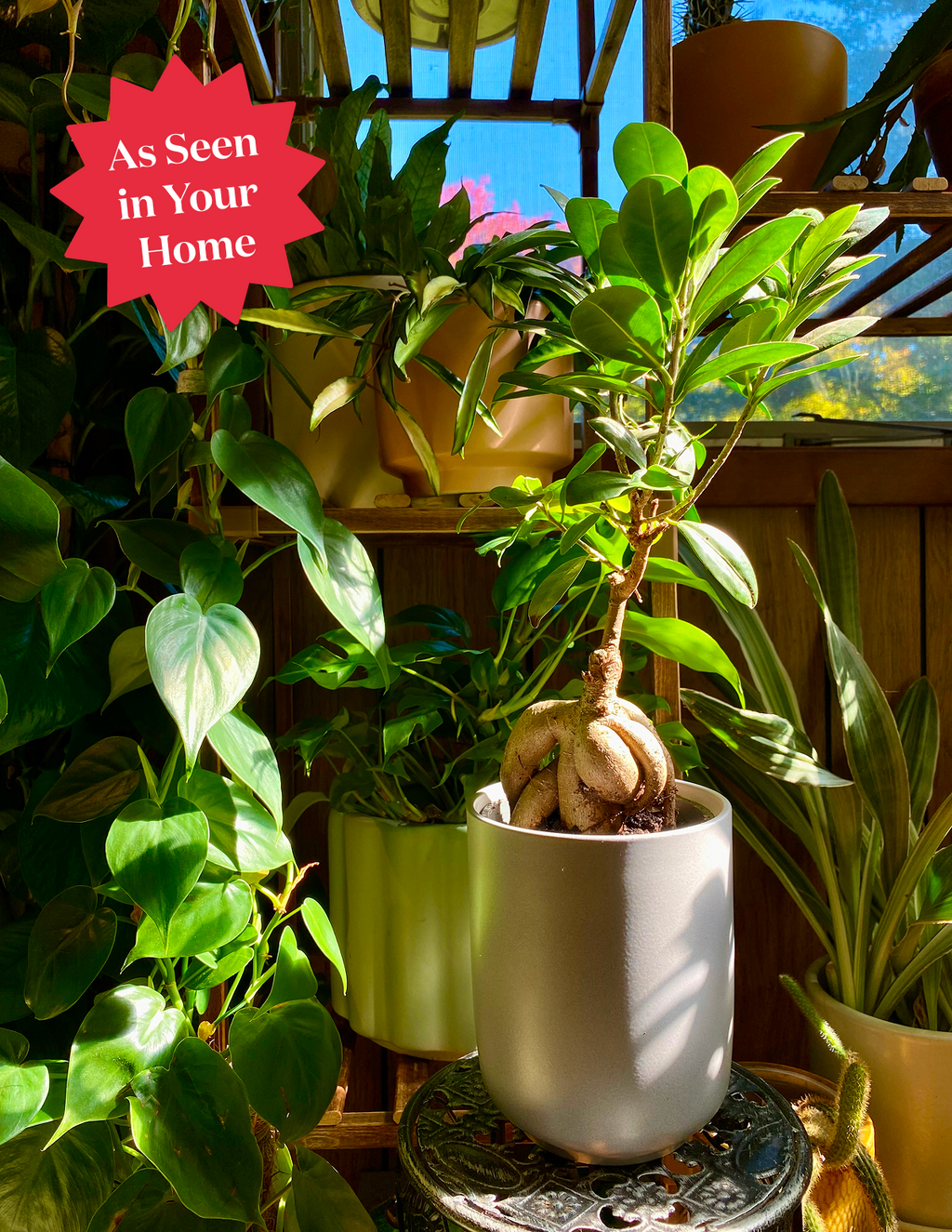 Bonsai Ficus Ginseng