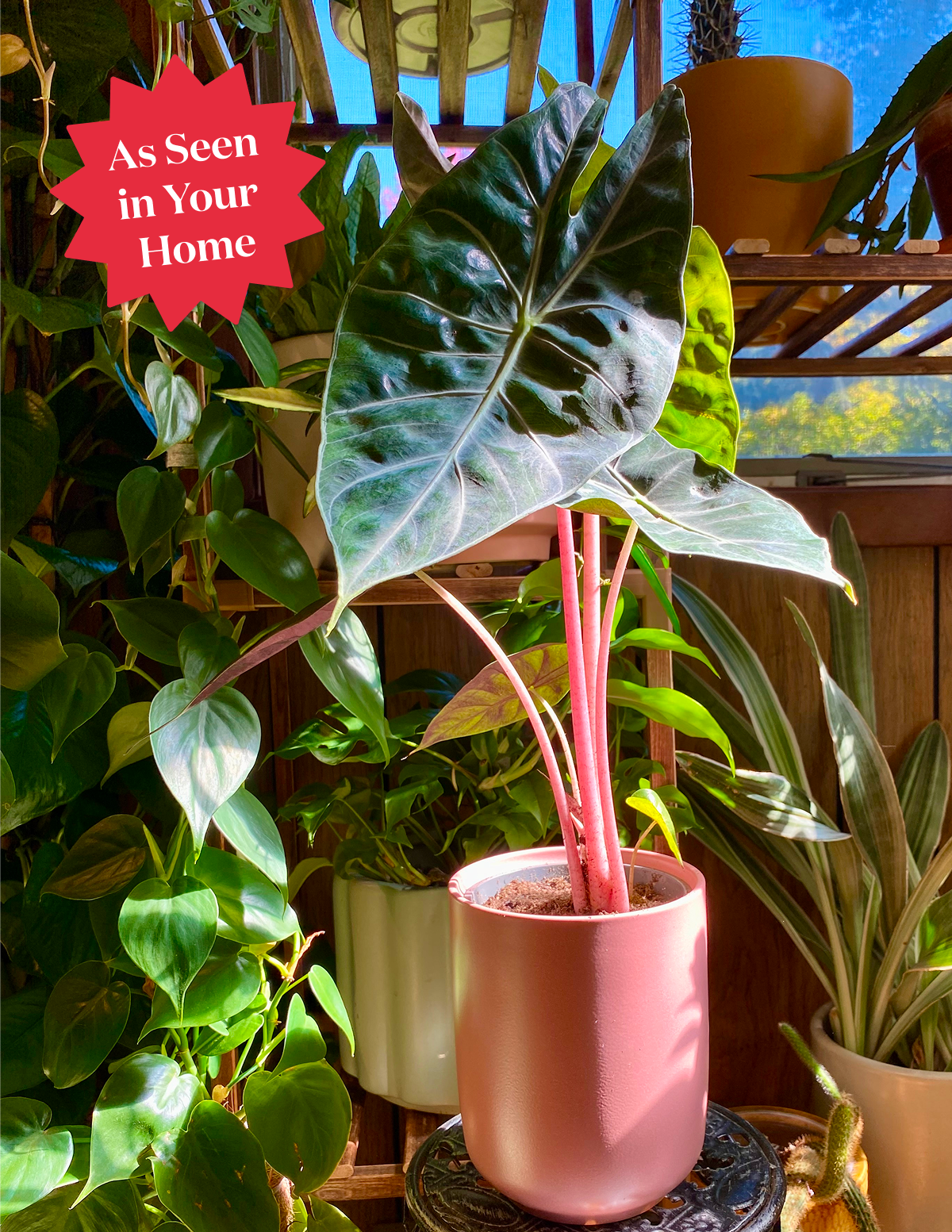 Alocasia Pink Princess