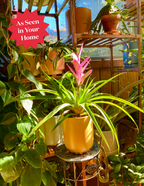 Bromeliad Antonio Pink