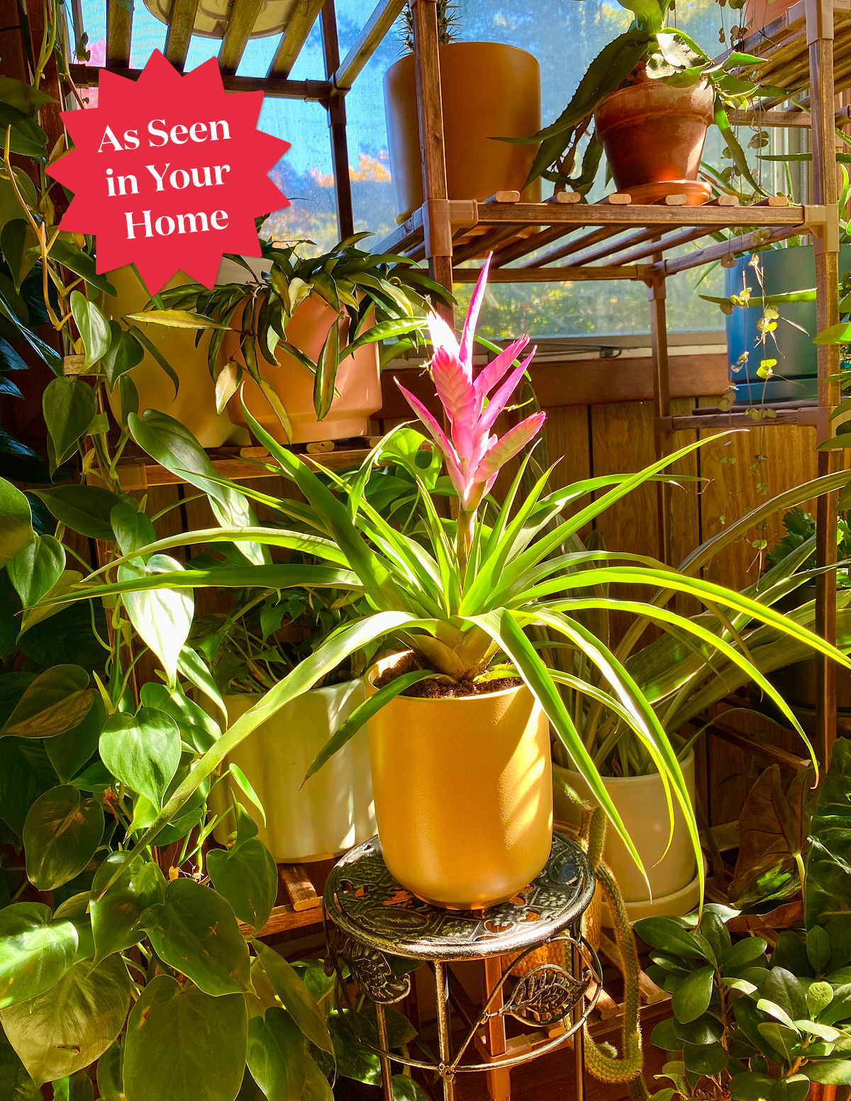 Bromeliad Antonio Pink