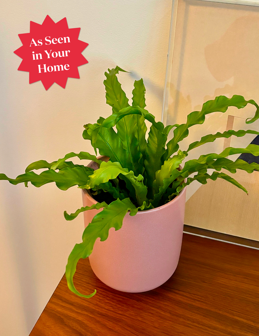 Bird's Nest Fern