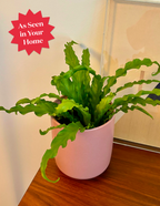 Bird's Nest Fern
