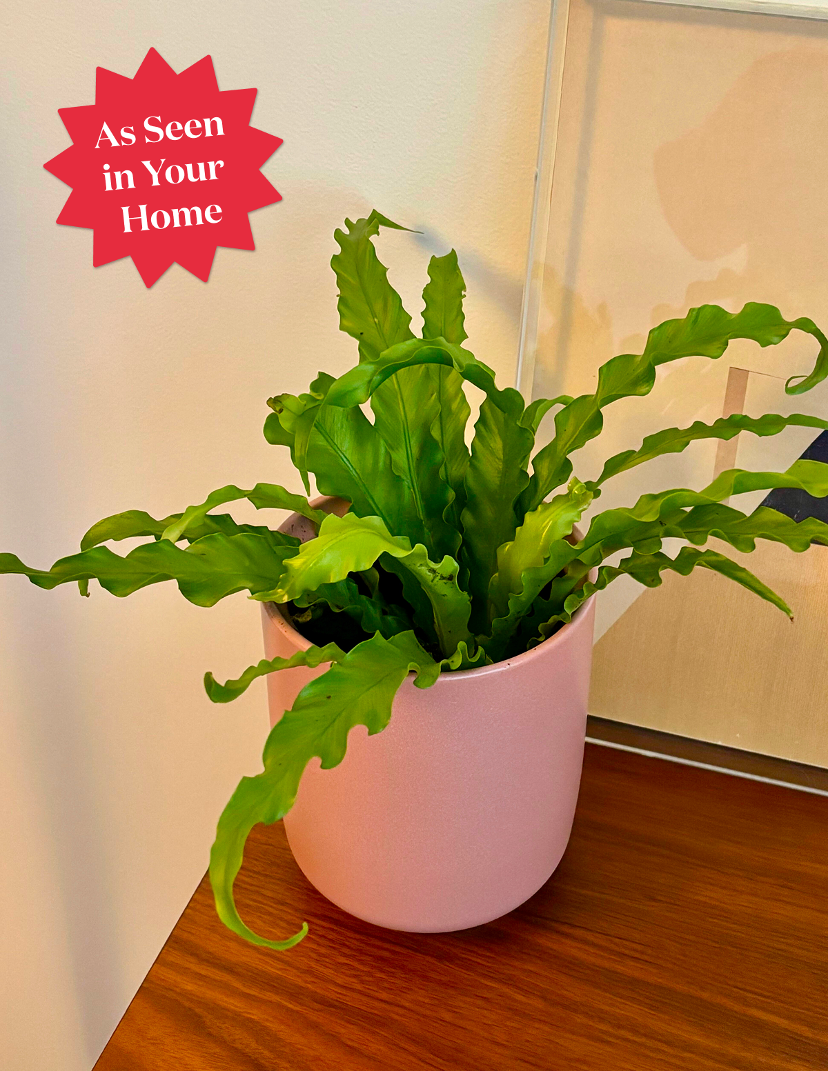 Bird's Nest Fern