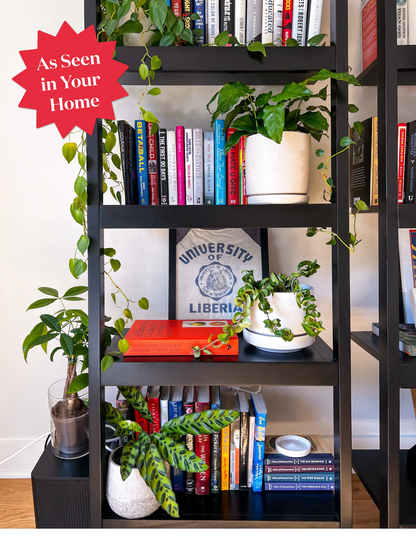 Calathea Rattlesnake