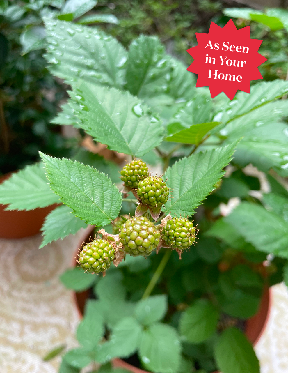 Heritage Raspberry | The Sill