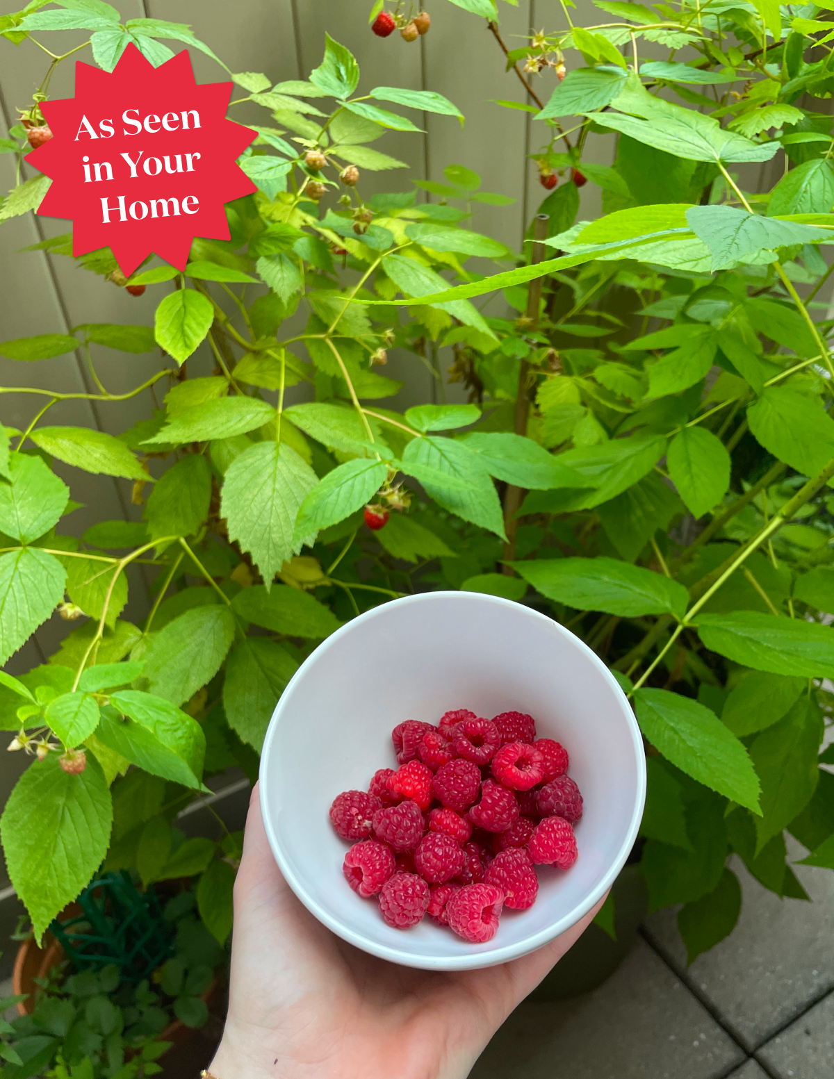 raspberry plant indoors Heritage Raspberry