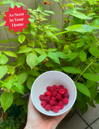 Heritage Raspberry
