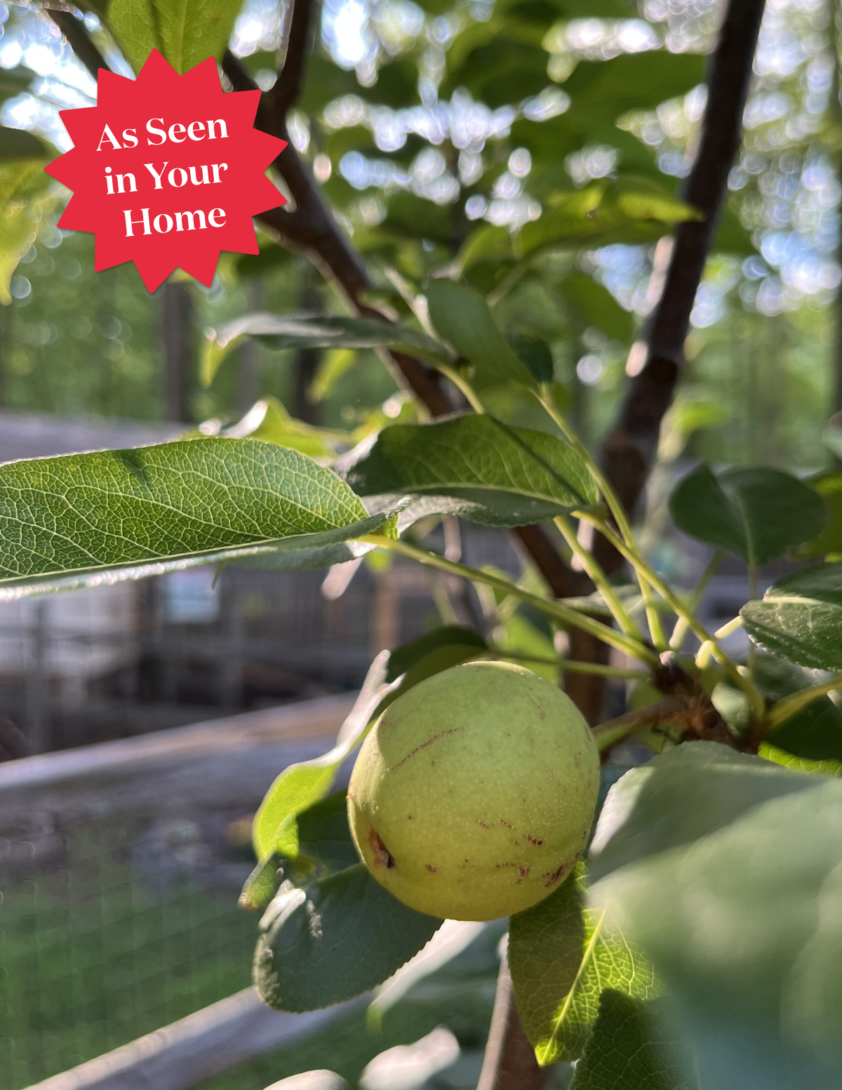 Kieffer Pear Tree