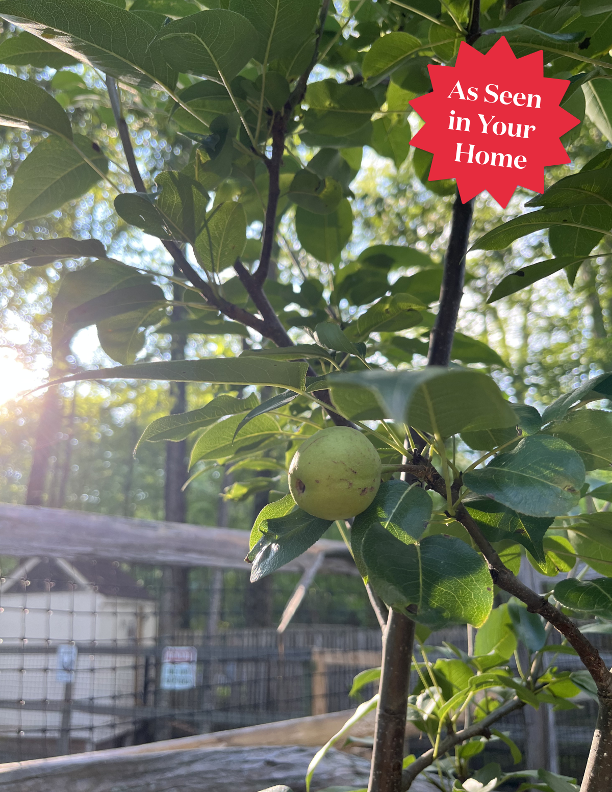 Kieffer Pear Tree