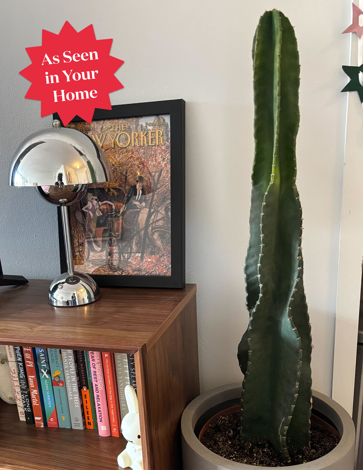 tall cactus house plants Large Peruvian Apple Cactus | Succulents & Houseplants for Delivery