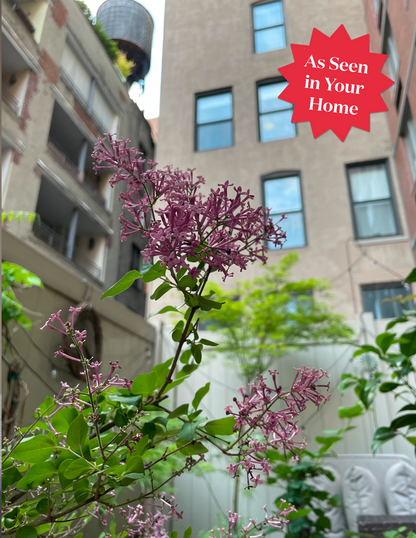 Bloomerang Lilac Bush