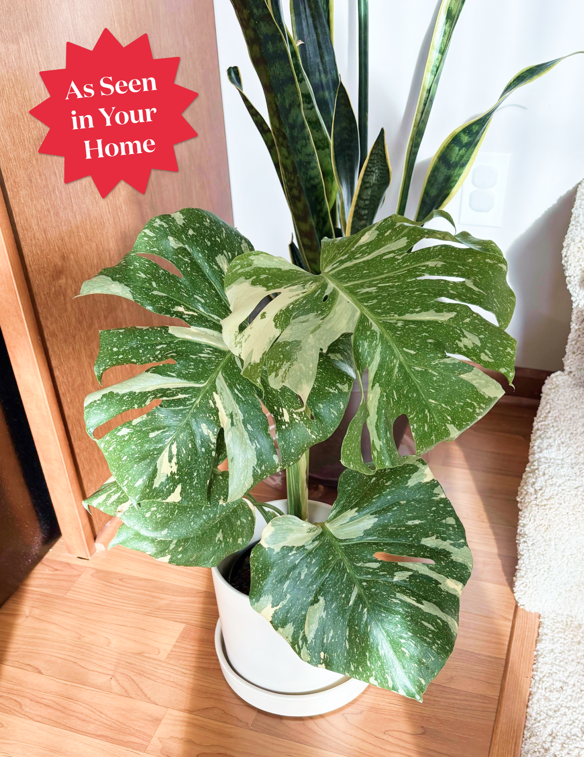 big monstera thai constellation Monstera Thai Constellation Houseplant with Planter - Large (2'-3' tall) Cement Grey Planter