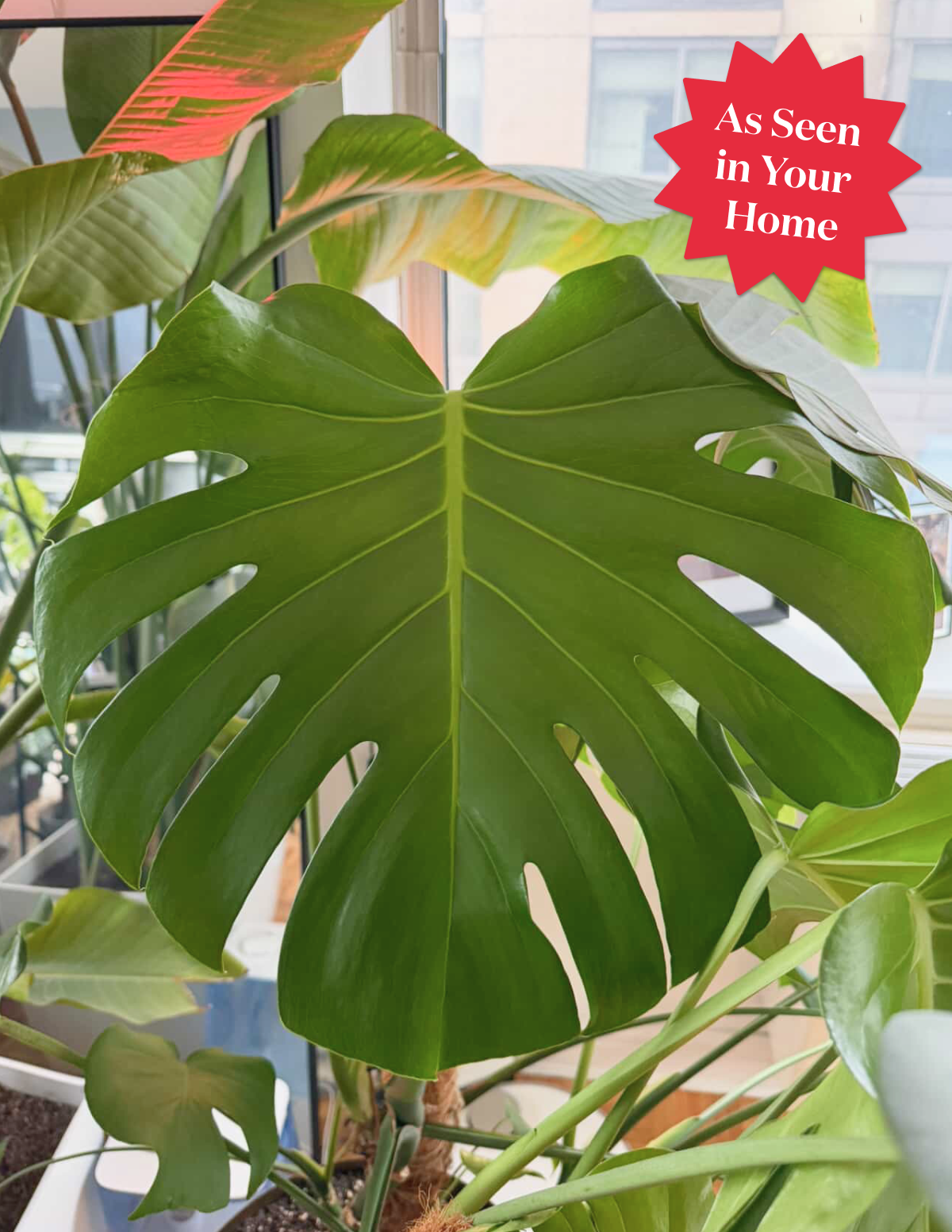 monstera deliciosa characteristics Monstera Deliciosa | Tropical Indoor Plants & Houseplants