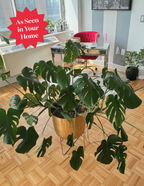 Monstera Deliciosa