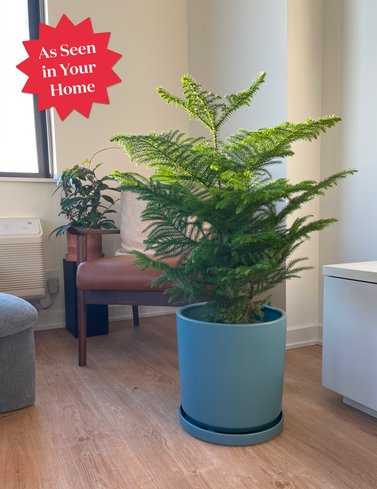 Norfolk Island Pine