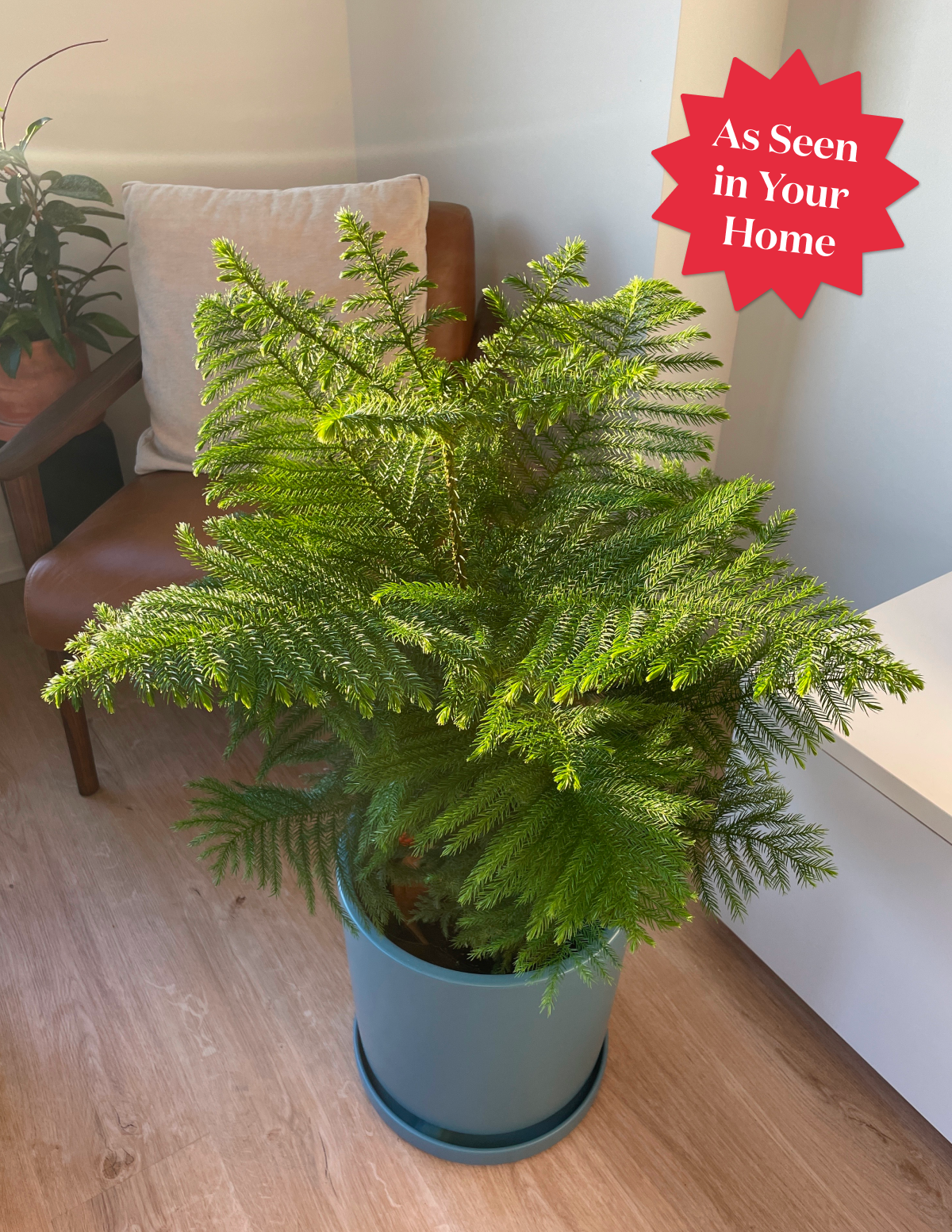 Norfolk Island Pine
