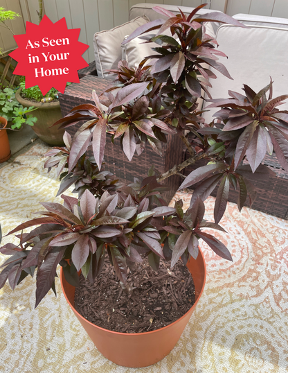 Bonfire Patio Peach Plant