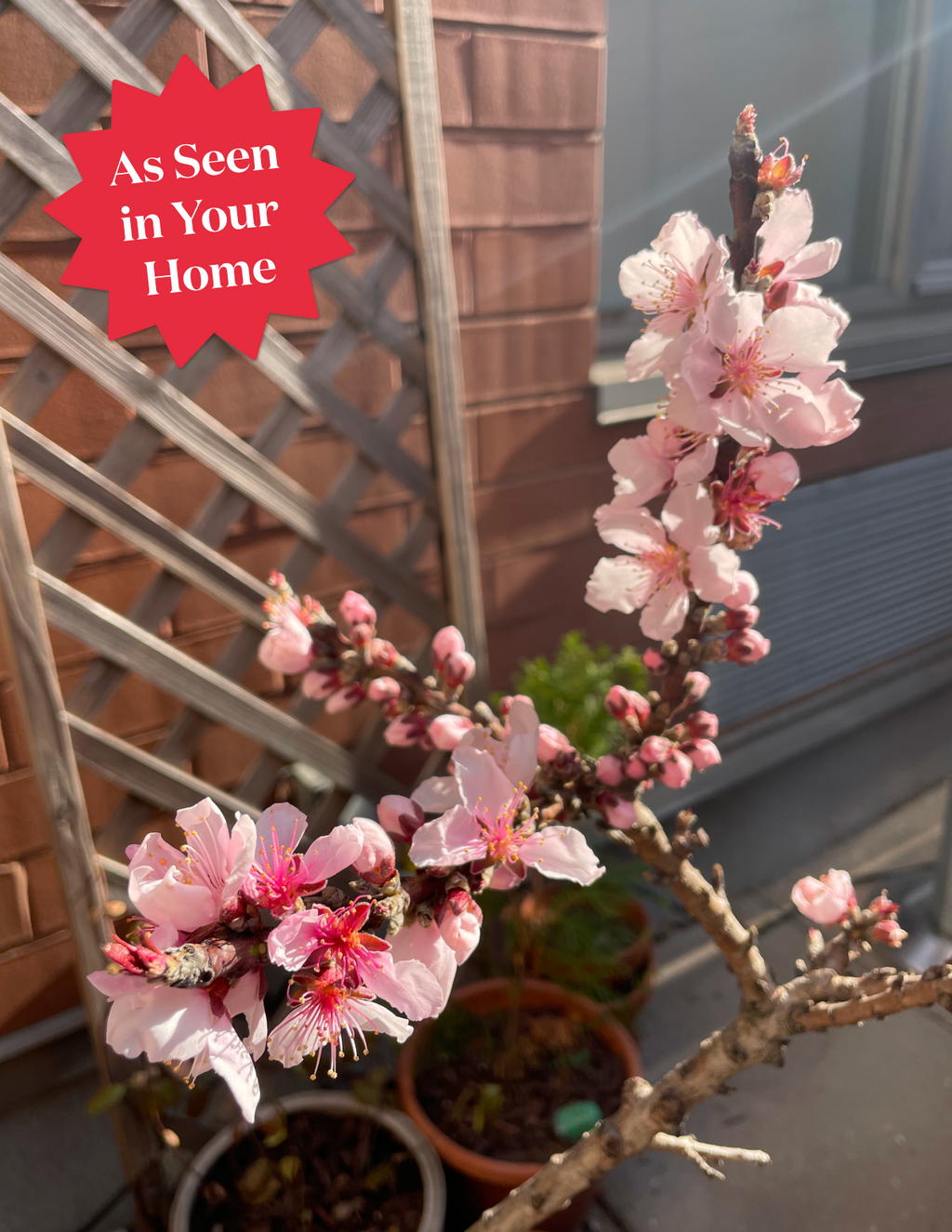 Bonfire Patio Peach Plant