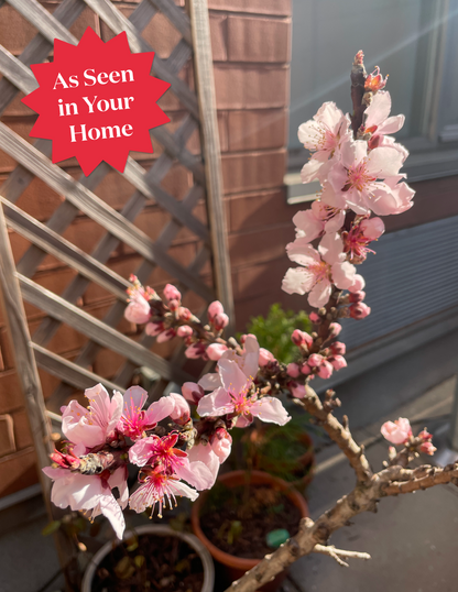 Bonfire Patio Peach Plant