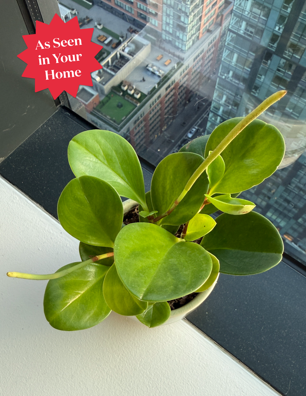 Baby Rubber Plant