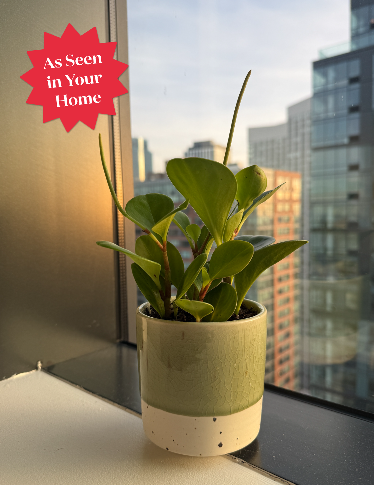 indoor plants with waxy leaves Peperomia Obtusifolia | Low Light Plants & Houseplants Delivery