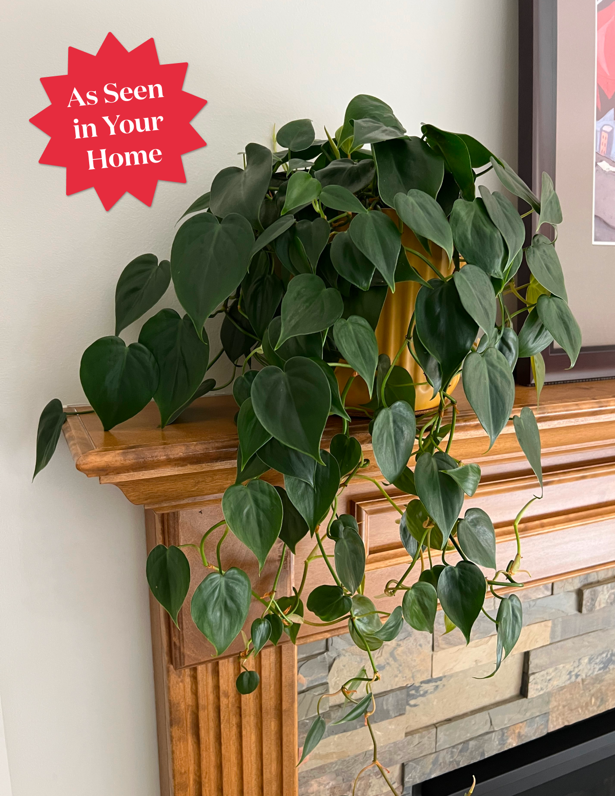 philodendron herbal medicine Heartleaf Philodendron| Tropical Trailing Plants & Houseplants for Delivery