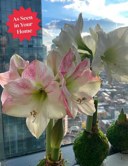 Waxed Amaryllis Bulb