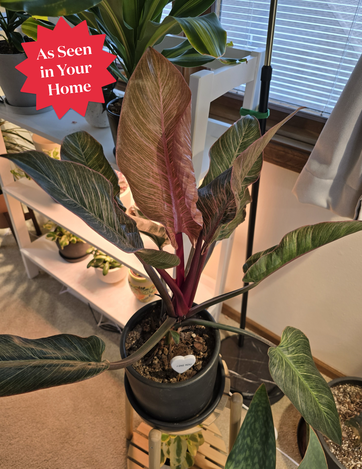 Philodendron Pink Bikini Houseplant with Planter - Small (tall) Gold Planter