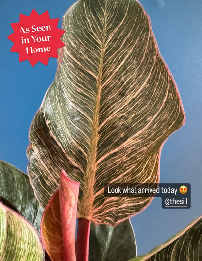 Philodendron Pink Bikini