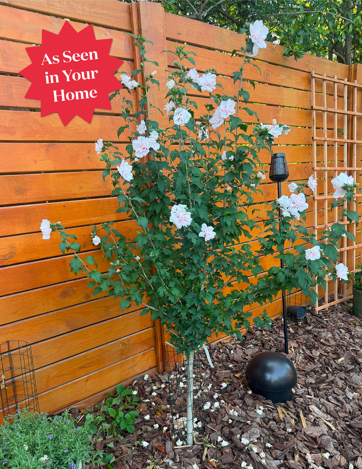 Double Pink Rose of Sharon Tree